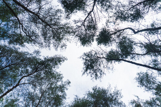 Looking up through the dense, needle-like foliage of Casuarina trees against a bright sky. The dark, tall silhouettes of the canopy - Powered by Adobe
