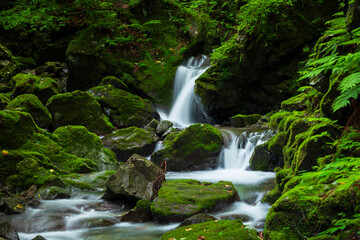 Fototapeta premium Small Forest Waterfall Flowing Over Mossy Rocks