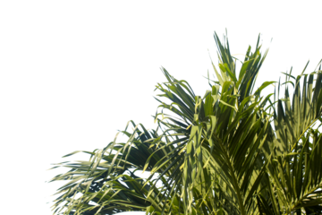 Green palm leaves isolated on white background, close up view. Tropical foliage banner with copy space for text and design with Isolated white background