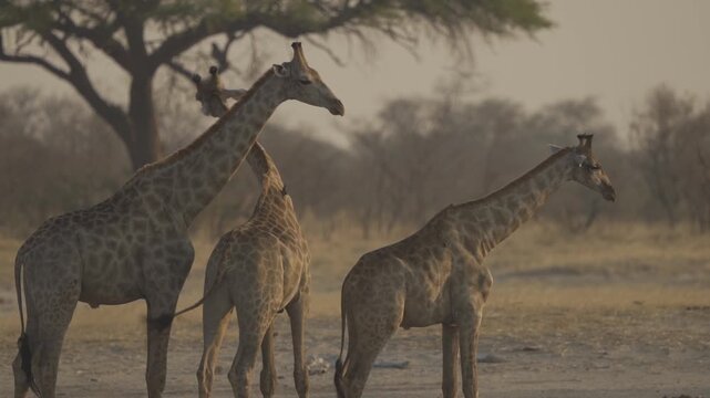 Slow Motion, Wildlife, Giraffes In Kazuma National Park, Botswana