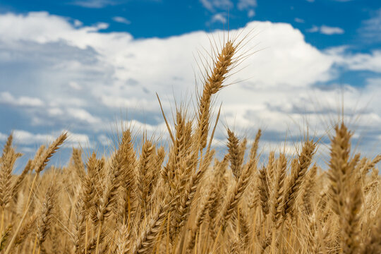 Low angled view of a dried grain crop ready for harvest under developing storm clouds