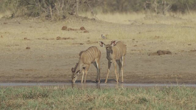 Slow Motion, Wildlife In Kazuma National Park, Botswana