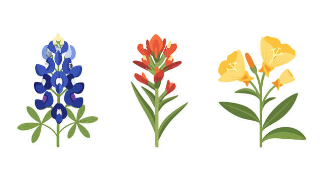Vibrant Texas wildflowers illustration set bluebonnet Indian paintbrush evening primrose flat graphic design.