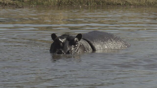 Hippos, Wildlife in Khwai Region, Botswana