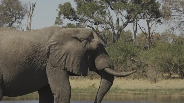 Elephants, Wildlife in Khwai Region, Botswana
