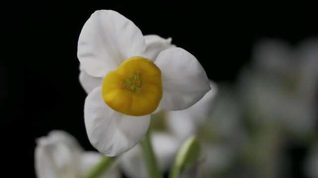 Tokyo,Japan - January 24, 2026: Closeup of daffodil flower in winter morning