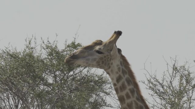 Giraffes, Wildlife in Khwai Region, Botswana