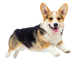 adorable corgi dog with tongue out, in a playful pose with a happy expression, full body shot, studio lighting, isolated on transparent background. © Irene