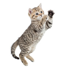 cute tabby kitten reaching upwards with paws extended, appearing to play or climb, dynamic pose, studio lighting, isolated on transparent background. © Irene