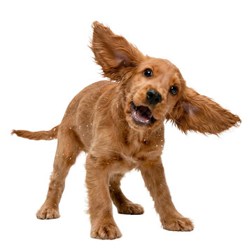 funny cocker spaniel puppy shaking its head and ears, covered in snowflakes, with a surprised expression, studio shot.