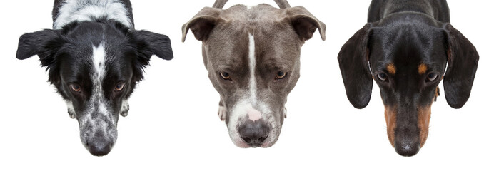 close-up, top-down view of three different dog breeds: border collie, pitbull, and dachshund,...