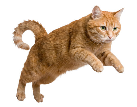 energetic orange tabby cat leaping mid-air, captured in motion against a transparent background.