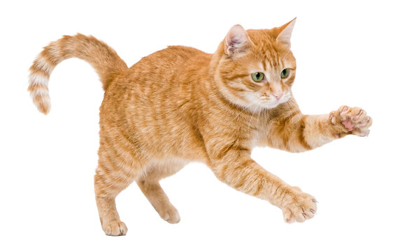 playful orange tabby cat reaching out with a paw in a dynamic, active pose on a transparent background.