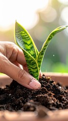 Human Hand Gently Planting Vibrant Green Snake Plant Sapling in Rich Brown Soil Outdoors with Soft Bokeh Background Lighting