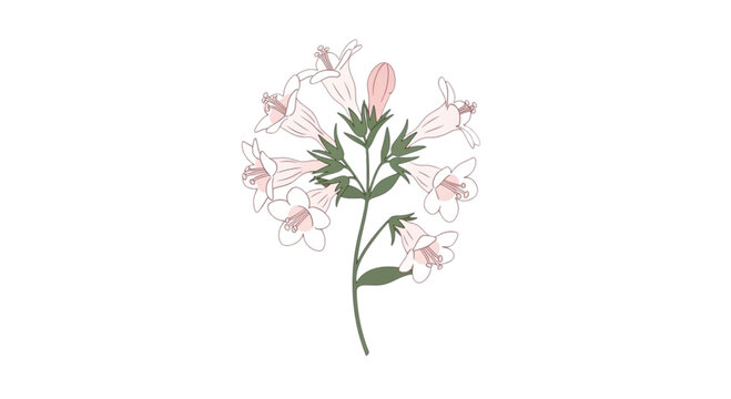 Abelia: Small bell-shaped flowers in white or pink