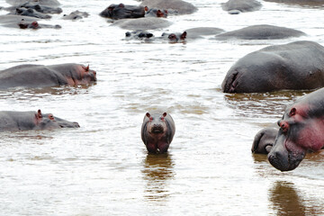 Fototapeta premium Hippopotamus pod submerged in the Mara River, Maasai Mara National Reserve, Kenya