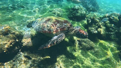Green sea turtle or Chelonia mydas swimming over a sunlit coral reef in serene waters. Apo Island, Dauin, Negros Oriental, Philippines
