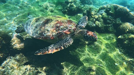 Fototapeta premium Close up view of a Green sea turtle or Chelonia mydas among the coral reef, bathed in sunlight in clear ocean waters. Apo Island. Dauin, Negros Oriental, Philippines