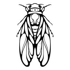 vintage entomology drawing of a winged insect in modern style © Zen20