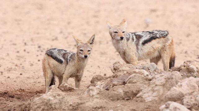 A pair of black-backed jackals showing affection and interaction, Kgalagadi Transfrontier Park.
