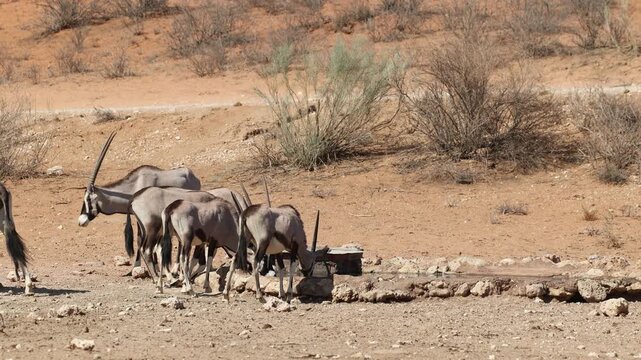 Wide shot of a herd of oryx antelope drinking at a waterhole in the dry landscape of the Kgalagadi Transfrontier Park.