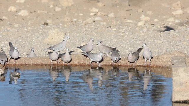 A flock of ring-necked doves drinking at a waterhole with beautiful reflection, Kgalagadi Transfrontier Park.