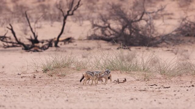 Three black-backed jackals interacting with each other, Kgalagadi Transfrontier Park.