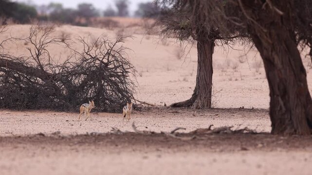 A pair of black-backed jackals running toward the vast landscape of the Kgalagadi Transfrontier Park towards the camera.