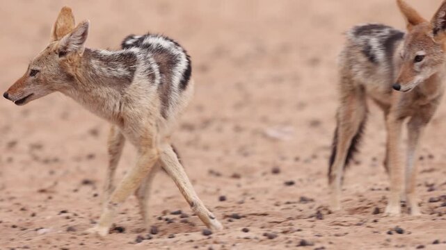 A black-backed jackal wants to lick partners face but gets told off and turns around to walk off, Kgalagadi Transfrontier Park.