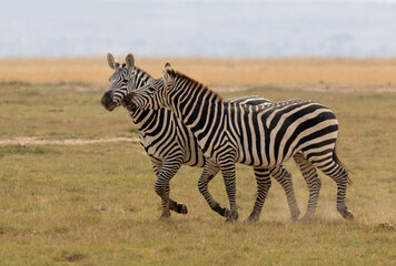 Obraz premium Zebra stallions fighting in Amboseli National Park in Kenya Africa KEN