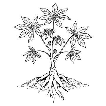 Set of cassava singkong hand drawn illustration