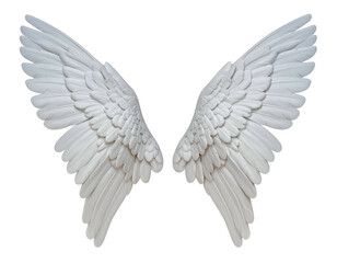 Obraz premium Majestic white feathered wings outstretched against a black background