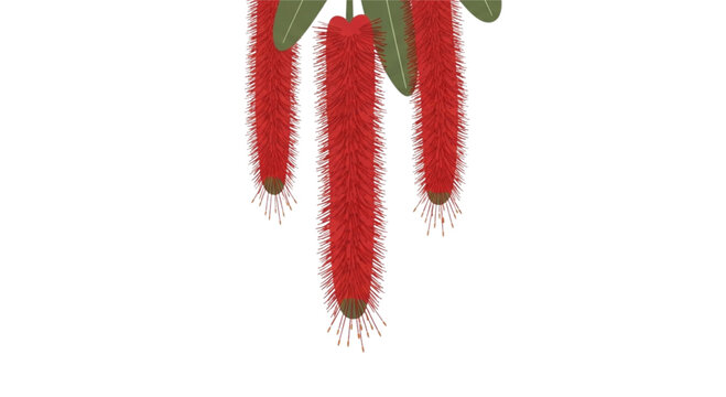 Acalypha: Cat's tail flower with long, drooping red petals