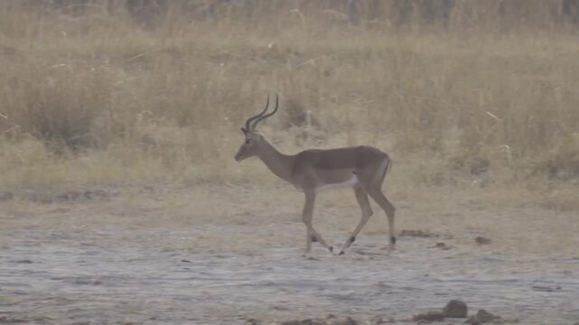 Wildlife In Kazuma National Park, Botswana
