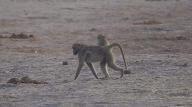 Wildlife, Baboons In Kazuma National Park, Botswana