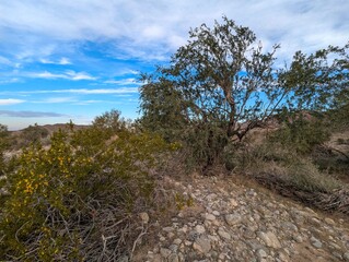 Sonora Desert Yuma Arizona Reference Photo