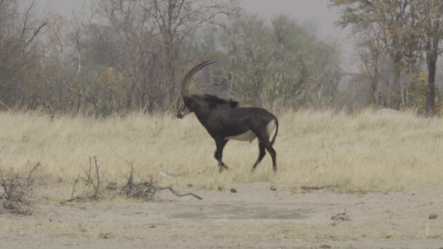 Wildlife In Kazuma National Park, Botswana