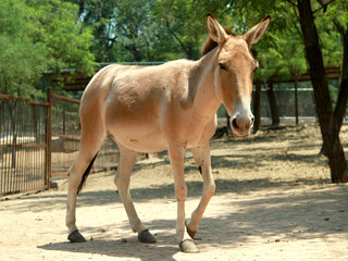 Fototapeta premium Close-up of a Tibetan wild ass standing in a zoo