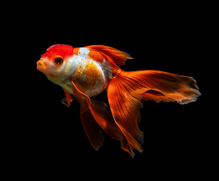 goldfish isolated on a dark black background. different colorful Carassius auratus in the aquarium