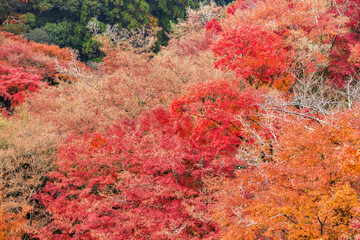Autumn leaves of red color maple tree, fall season change