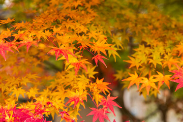Autumn leaves of red color maple tree, fall season change
