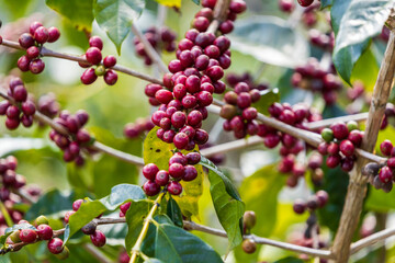 harvesting coffee berries by agriculture.  Coffee beans ripening on the tree in North of Thailand