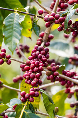 harvesting coffee berries by agriculture.  Coffee beans ripening on the tree in North of Thailand