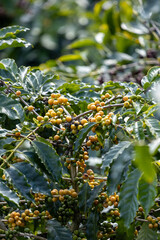 harvesting coffee berries by agriculture.  Coffee beans ripening on the tree in North of Thailand