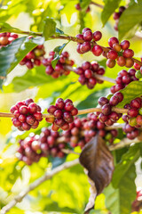 harvesting coffee berries by agriculture.  Coffee beans ripening on the tree in North of Thailand