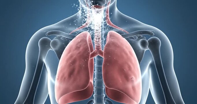 Human Body Lung Anatomy Illustration.