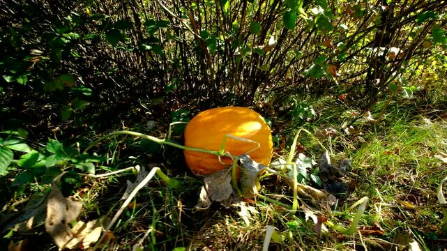 Moving camera closer toward large ripe or matured orange pumpkin laying on ground still attached to withering plant