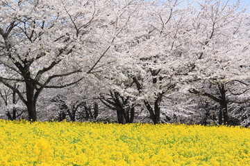 桜と菜の花畑