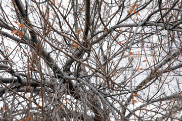 Intricate network of bare tree branches against a pale sky in late autumn or winter