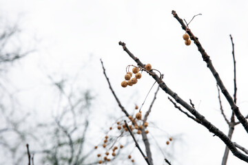Close-up of dried berries on bare branches against a bright, overcast sky